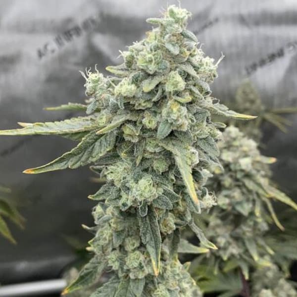 Boof Boss Seed > Elev8 Seeds | Feminized Cannabis   |  Hybrid